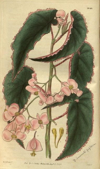 B. incarnata var. papillosa